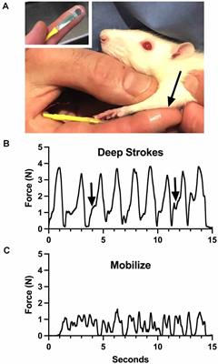 Manual Therapy Research Methods in Animal Models, Focusing on Soft Tissues